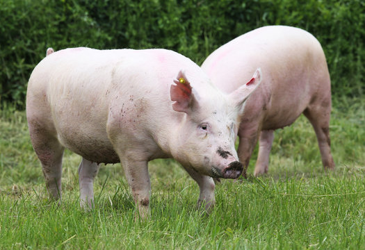 Pigs farming raising breeding in animal farm rural scene