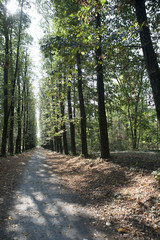 Obraz premium Viale boschivo