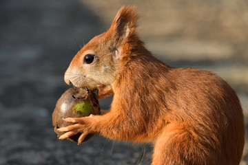 Eichhörnchen mit Walnuss 