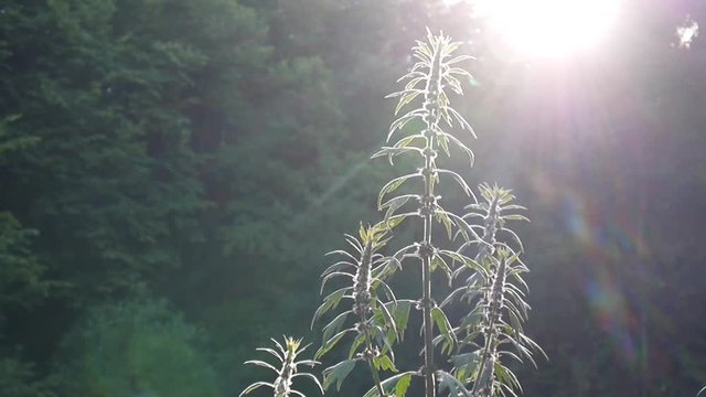 Leonurus cardiaca, motherwort, medical plant in the field. Throw-wort, lions ear, lions tail. Video HD static camera shooting.