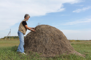 Man with a beard forming a haystack in the field in autumn