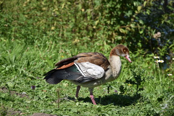 gęsi © Iwona