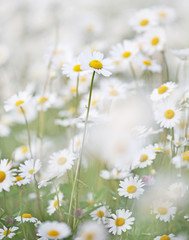 beautiful field of giant daisies.