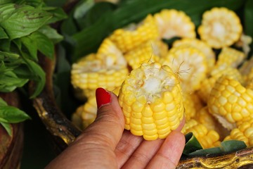 Corn cut into slices for the cooking