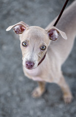 Portrait of little italian greyhound dog