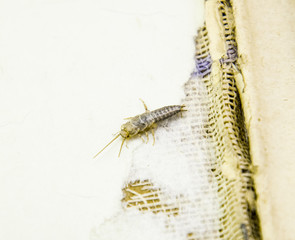 Insect feeding on paper - silverfish
