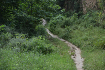 Fototapeta na wymiar A path in forest and grasses