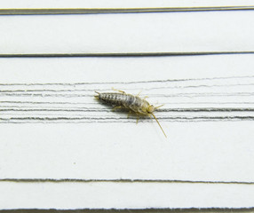 Insect feeding on paper - silverfish