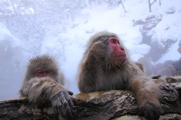 Fototapeta premium Snow monkeys in hot spring. In Jigokudani park, Nagano, Japan. 地獄谷野猿公苑のニホンザル