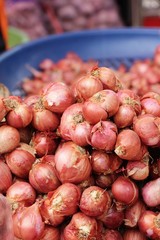 Shallot - asia red onion for at cooking