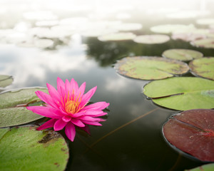 lotus flower pink nature blossom water background beautiful