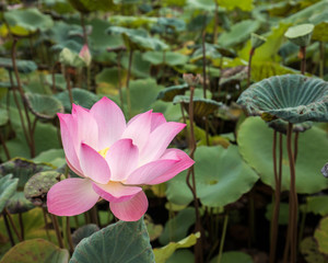 lotus flower pink nature blossom water background beautiful