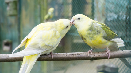budgerigar birds. parrots. budgie