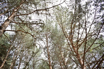 Obraz premium bosque