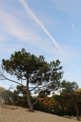 plage sable dune mer ocean