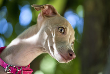 Portrait of little italian greyhound dog
