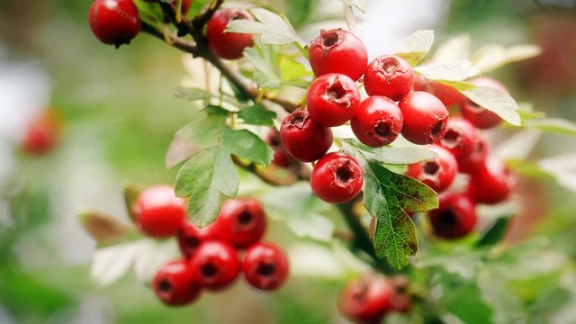 ripe red berries hawthorn hedgerow