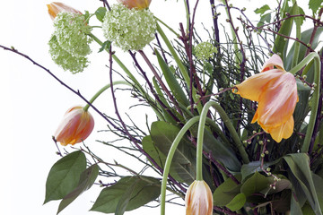 Beautiful flowers in the white background