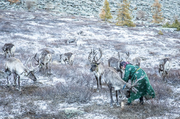 tsaatan woman in a traditional deel with a reindeer
