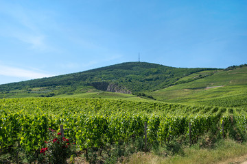 Fototapeta na wymiar Tokaj wine region, Hungary