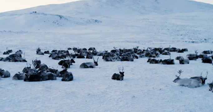 Aerial view of herd of reindeer, which ran on snow in tundra. Red Epic. 4k
