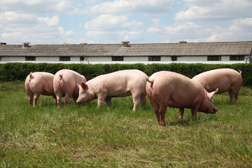 Fototapeta na wymiar Pigs enjoying sunshine on green grass near the farm