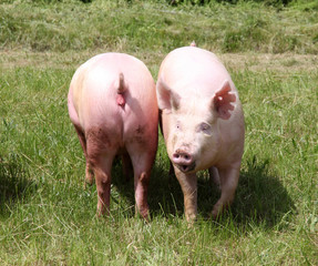 Two of growing domestic pig enjoying the sunshine on summer animal farm
