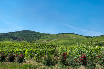 Fototapeta na wymiar Tokaj wine region, Hungary