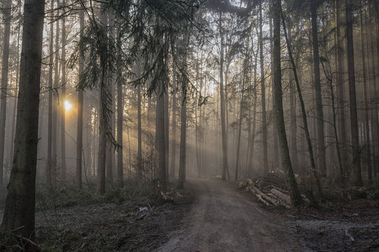 Fototapeta Waldweg mit Sonnenstrahlen