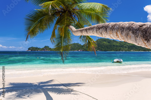 Cocotier Penché Sur Plage Danse Boileau Mahé Seychelles