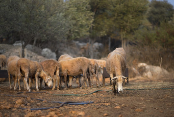Mediterranean Sheep. After shearing. 