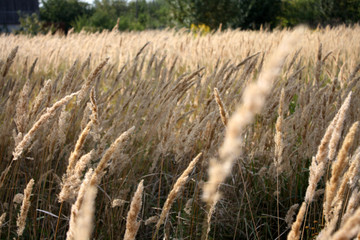 Fototapeta premium A beautiful evening in a rye field.