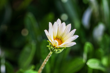 Gazania flower close-up in bloom with a blurred green nature background side view of the flower.