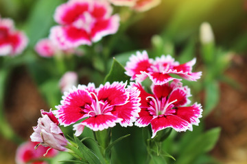 Red Flowers,Flowers bloom in the morning as a sign of the beginning of the day