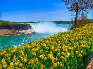 Yellow Flowers Niagara Falls - obrazy, fototapety, plakaty
