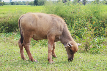 Side view of Buffalo Newborn eating grass beside the brook,Buffalo,Buffalo Newborn,eating grass