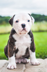 American Bulldog puppy on nature