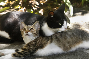 ハチワレの母猫とキジシロの娘猫