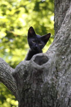 やっと木登りができた子猫（クロネコ）