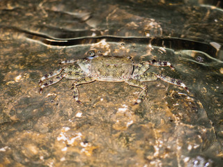 Small crab on wet rock with light reflection