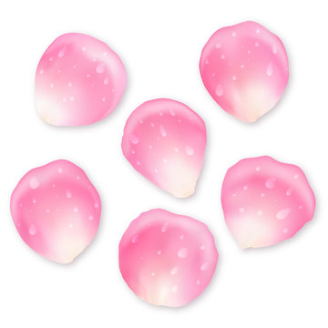 Set of pink rose petals with drops of dew isolated on white background for romantic greeting design. Vector illustration for Valentine's day.
