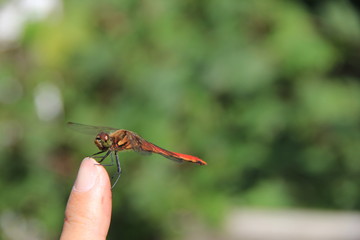 指先で休憩中のトンボ(宮城県) © misumaru51shingo