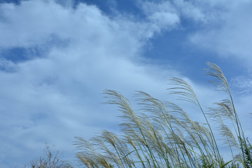 ススキ　秋の風景

