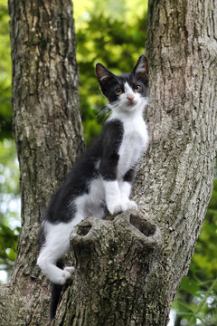 木を登る途中で一休みする、シロクロ子猫