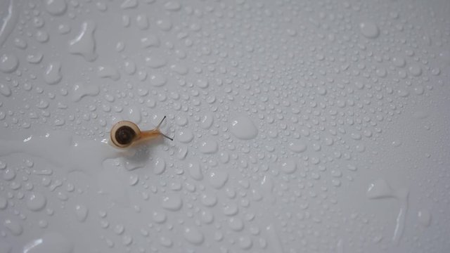 カタツムリ 白色背景

