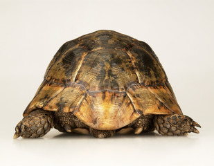 Tortoise on white background