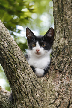 木の上でくつろぐシロクロ子猫