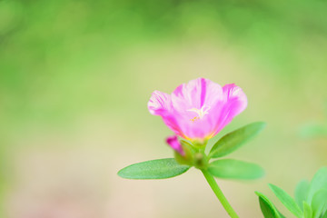 Beautiful small pink flower field with soft pastel background in sunny day,Common Purslane, Verdolaga, Pigweed, Little Hogweed ,Pusley flowers