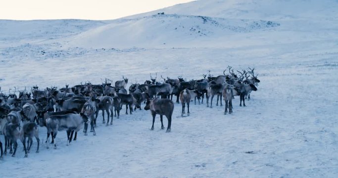 Aerial view of herd of reindeer. Red Epic. Slow motion. 4k.