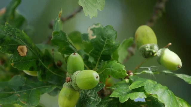 green acorns on oak tree